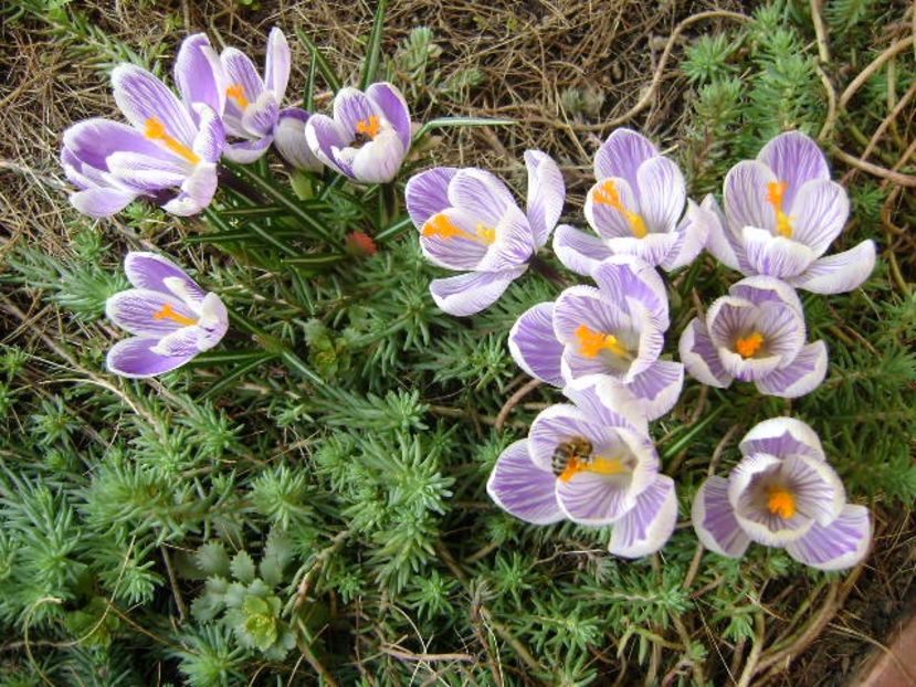 Crocusi - v Iarna 2016-2017-2018