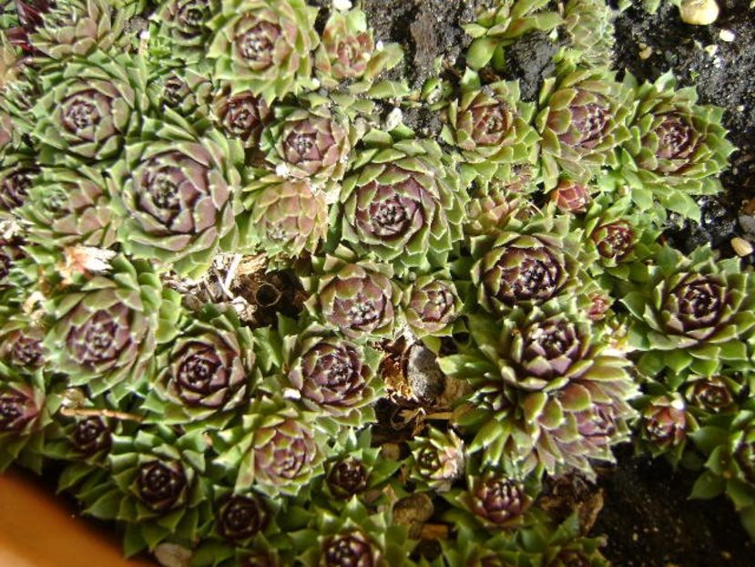 Sempervivum - v Iarna 2016-2017-2018
