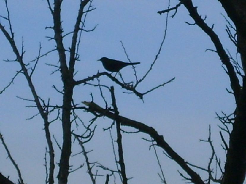 Mierla - v Iarna 2016-2017-2018