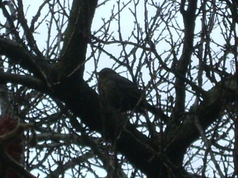 Mierla - v Iarna 2016-2017-2018