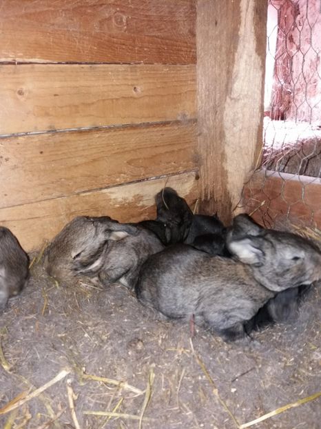 29177616_1595737990533074_6228907068418424832_o - cuib din 01-03-2018