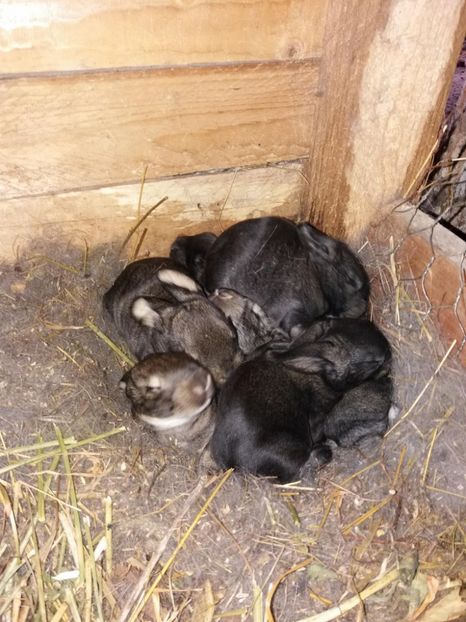 29066939_1592516660855207_8102791863620075520_o - cuib din 01-03-2018