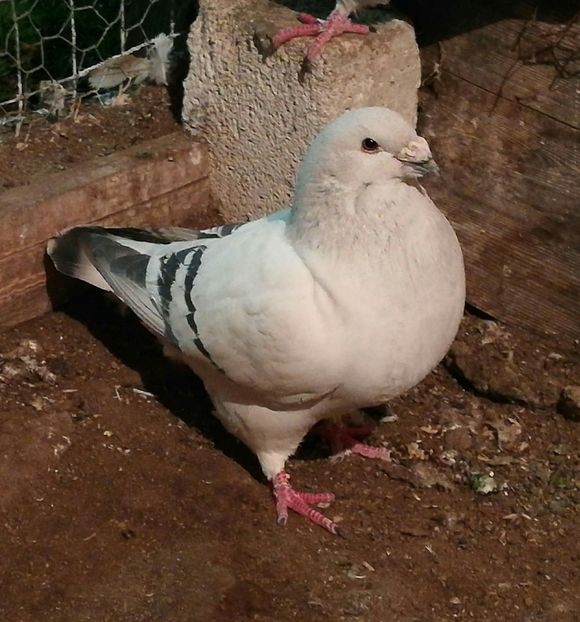 M 2017 - Masculi Matca