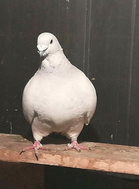 M 2016 12 - Masculi Matca