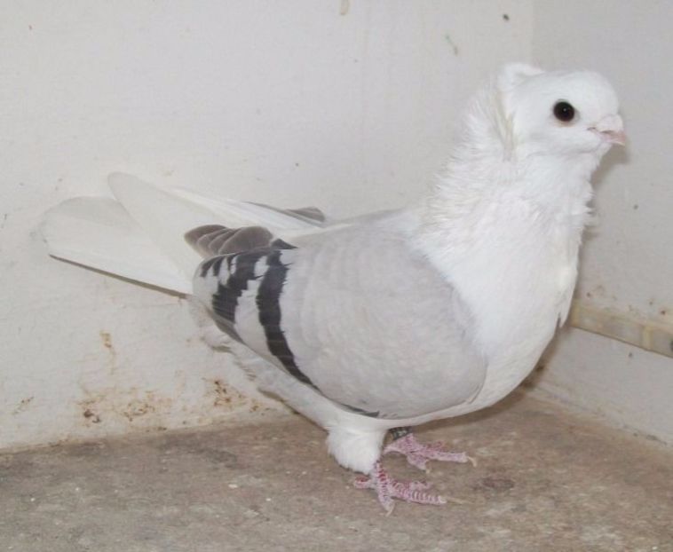 $_86 - Pescarusi Germani Championi in Expozitii