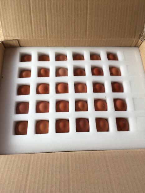 97C99043-34D5-4D8A-B7D6-A45E486DFE29 - Aaaachizitie noua 2018