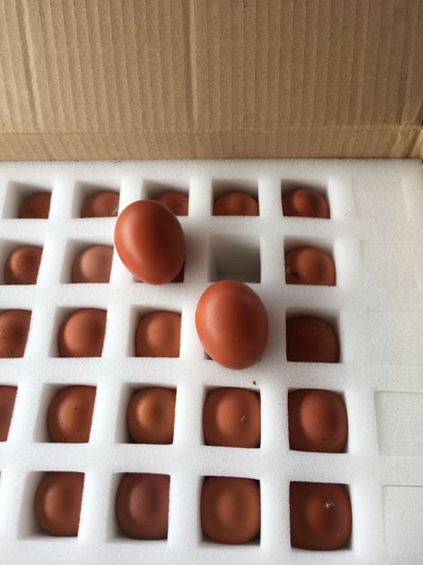 1EB26509-6C1F-4057-AD4F-409B66CC71CE - Aaaachizitie noua 2018