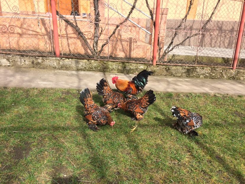 BBC5BC8B-FD70-4991-9EB8-97924F696AA7 - d--Mii de flori Auriu Portelan