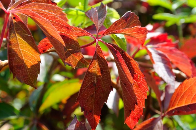  - 2 Clipe din România