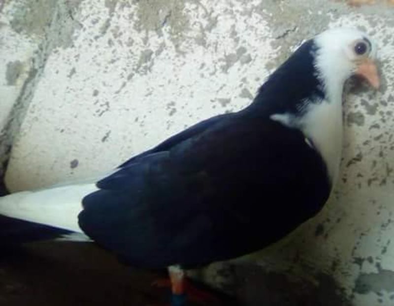 Din modiscari tari 2018 - z1-pui 2015 2016 2017 2018