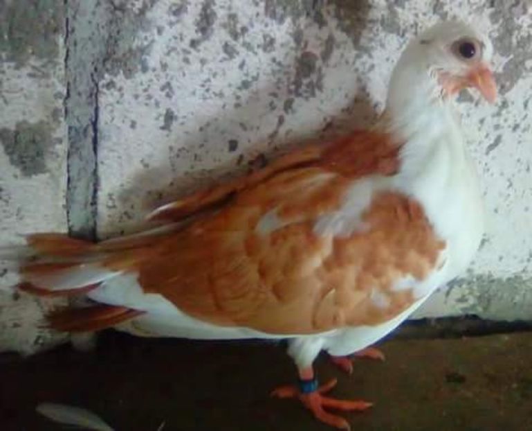 Din moriscari 2018 - z1-pui 2015 2016 2017 2018