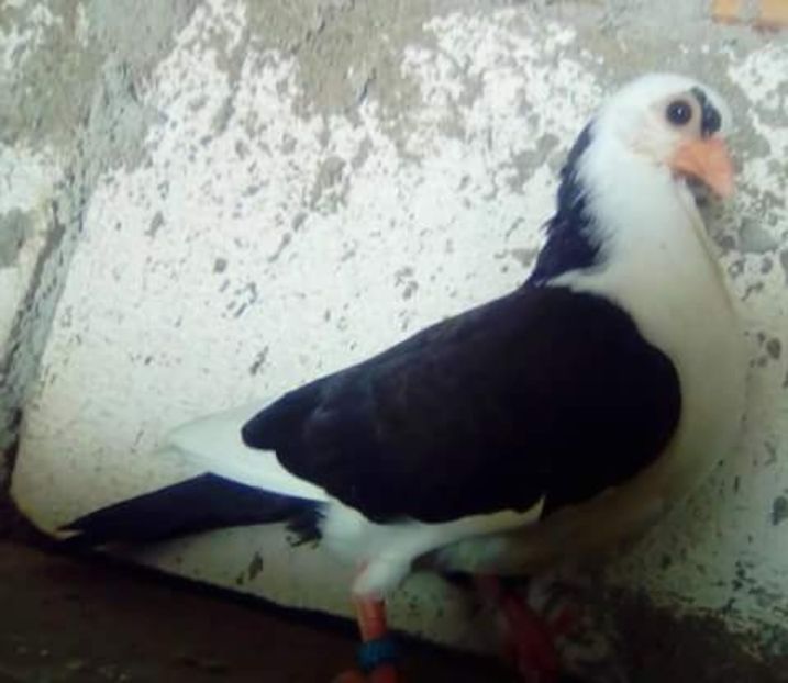 Din moriscari 2018 - z1-pui 2015 2016 2017 2018