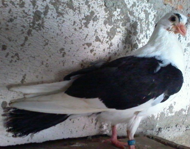 Din moriscari 2018 - z1-pui 2015 2016 2017 2018