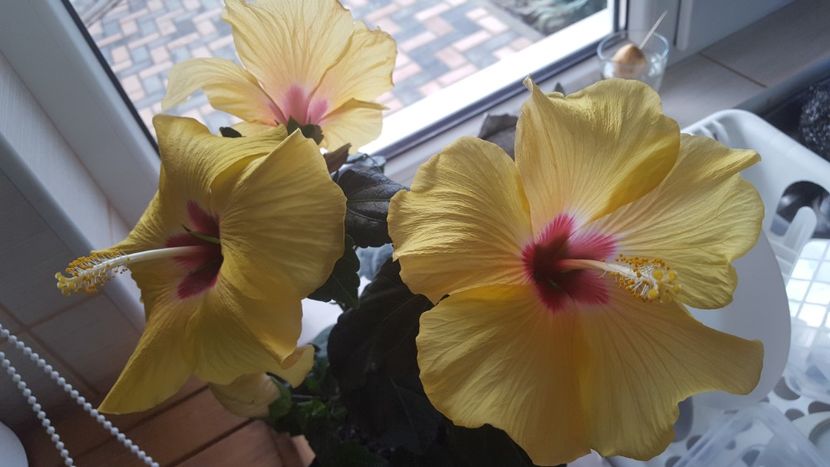  - Hibiscus Adonicus Yellow