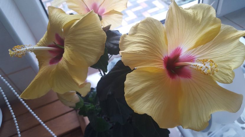  - Hibiscus Adonicus Yellow