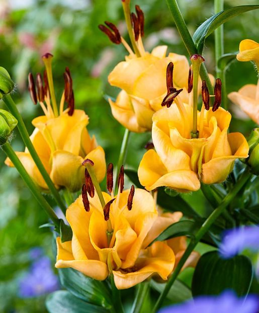 Apricot Fudge - Intrebare_intrebatoare