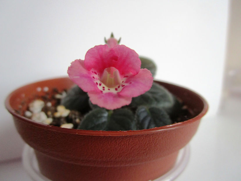 (SRG s Pink Eruptin)(15-03-2018)' - Sinningii 2018