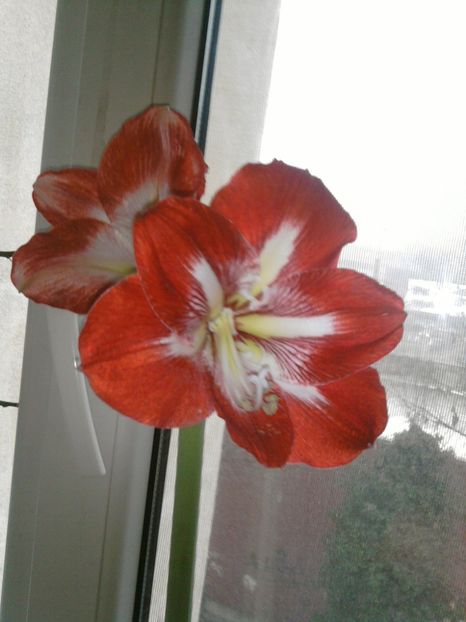 amarilis. - martie 2018