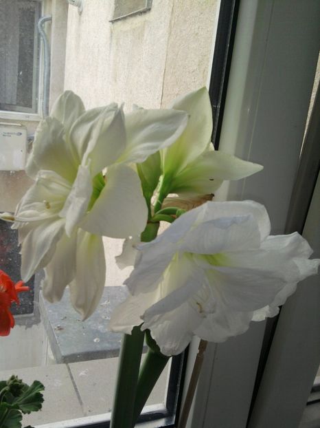 amarilis - martie 2018