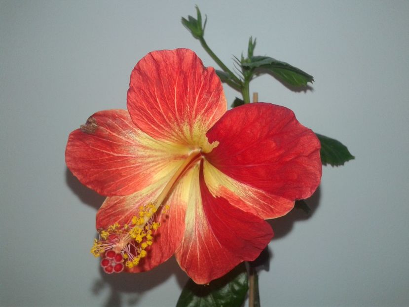  - Hibiscus MT Sixtynine