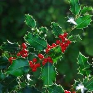 Ilex Aquifolium - De prin lume adunate