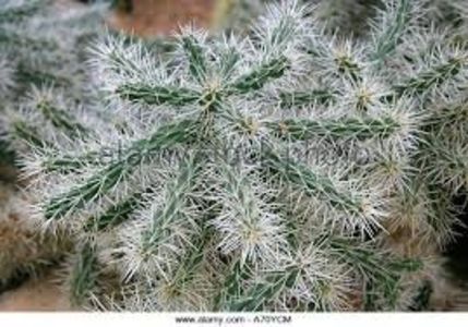 Cylindropuntia Tunicata Cactacea - De prin lume adunate