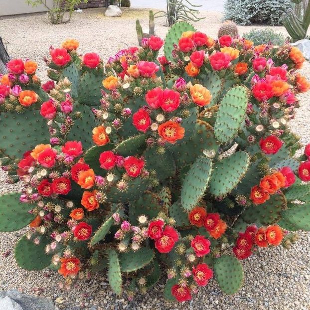 Opuntia phaeacantha - De prin lume adunate