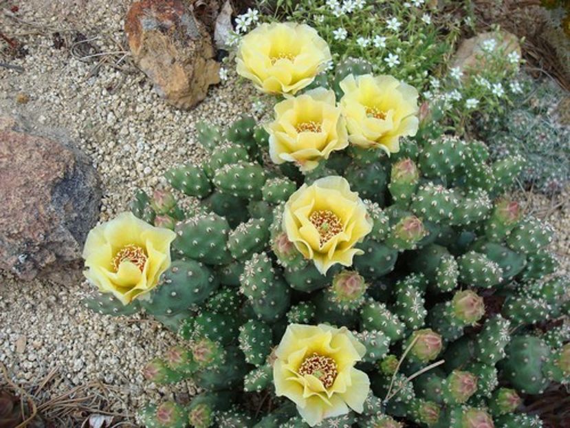 opuntia fragilis - De prin lume adunate