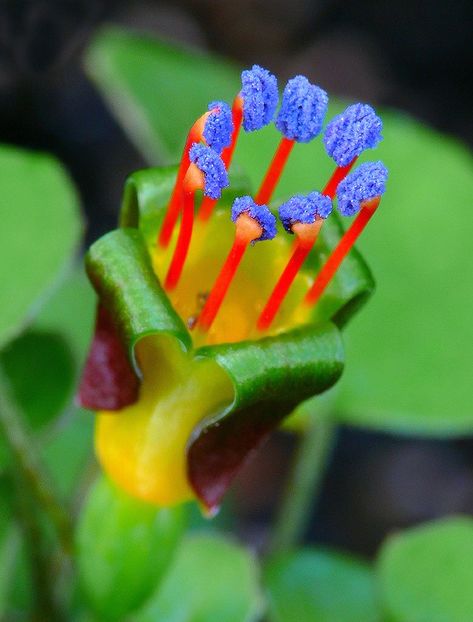 Fuchsia procumbens - De prin lume adunate