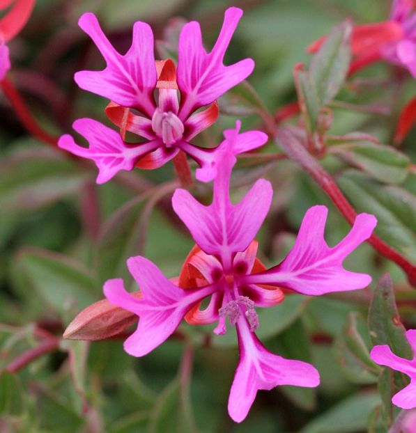 Clarkia concinna pink ribbons - De prin lume adunate