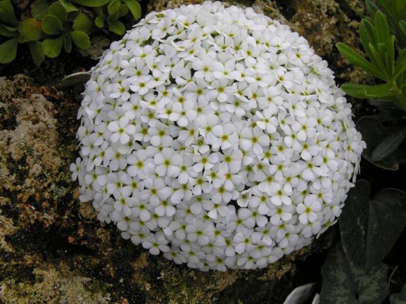 Androsace cylindrica - De prin lume adunate