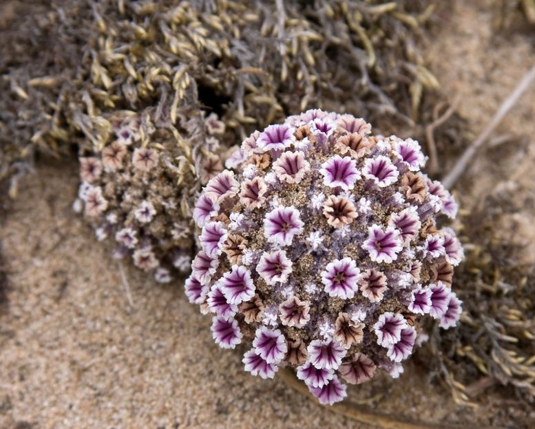 Pholisma arenarium - De prin lume adunate