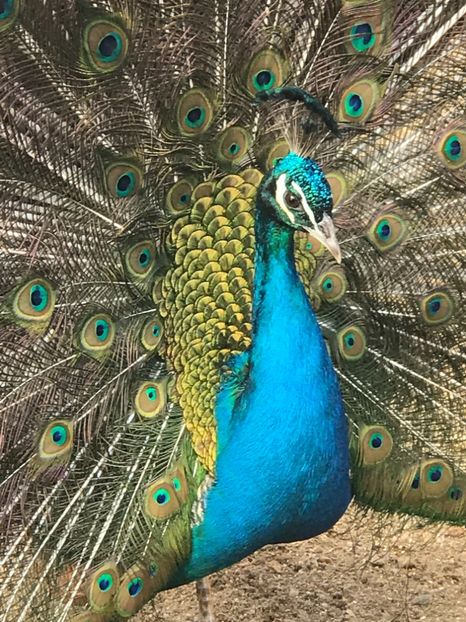  - VANZARI-SCHIMBURI-CUMPARARI