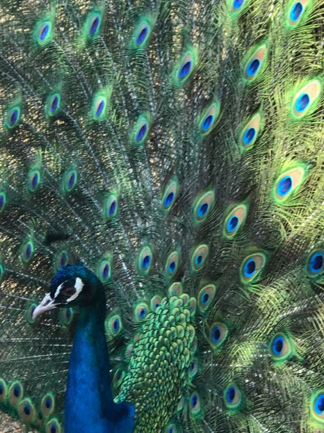  - VANZARI-SCHIMBURI-CUMPARARI