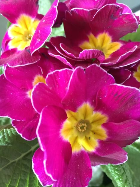 O8.03 - Primule 2018