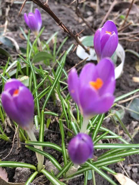 Branduse 09.03 - Flori de primăvara 2018