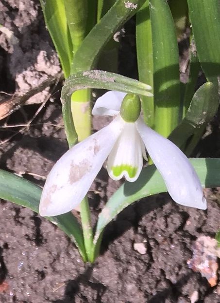 Ghiocei sălbatici 09.03 - Flori de primăvara 2018