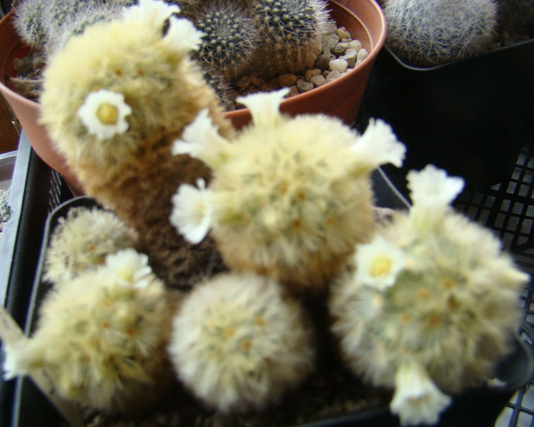 Mammillaria carmenae - 2018