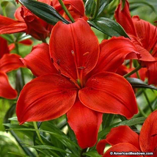  - BULBI DE FLORI-achizitii