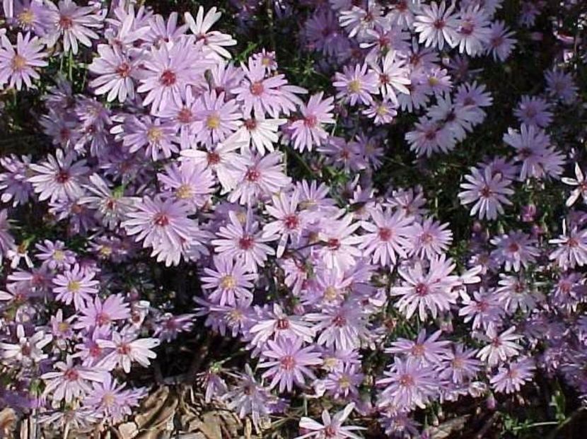 aster-little-carlow - b Comenzi plante copaci 2018 2019