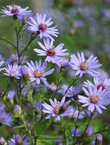 aster-little-carlow - b Comenzi plante copaci 2018 2019