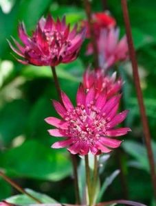 astrantia major ruby star - b Comenzi plante copaci 2018 2019