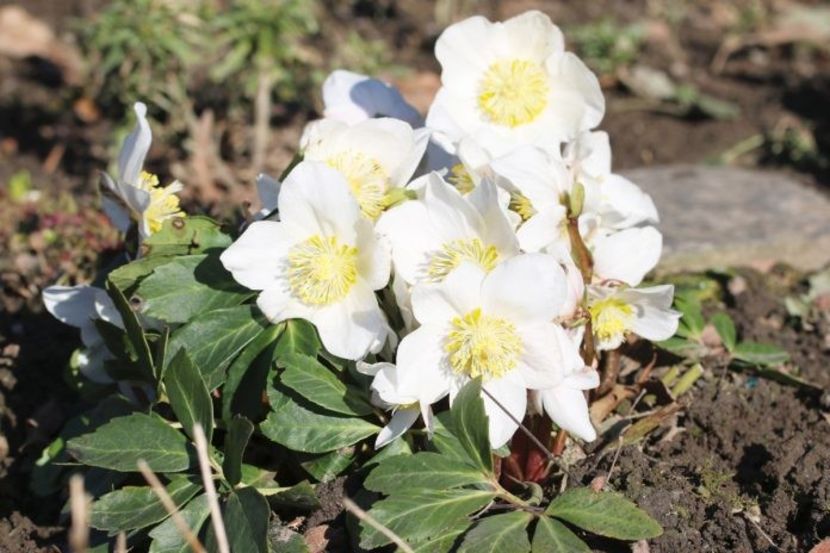 helleborus niger - b Comenzi plante copaci 2018 2019