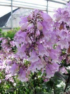 penstemon pocahontas - b Comenzi plante copaci 2018 2019