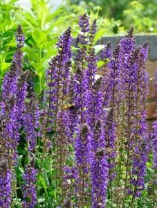 salvia x sylvestris maynacht - b Comenzi plante copaci 2018 2019
