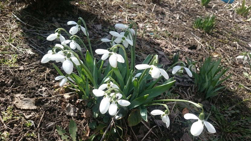  - Gradina primavara 2018