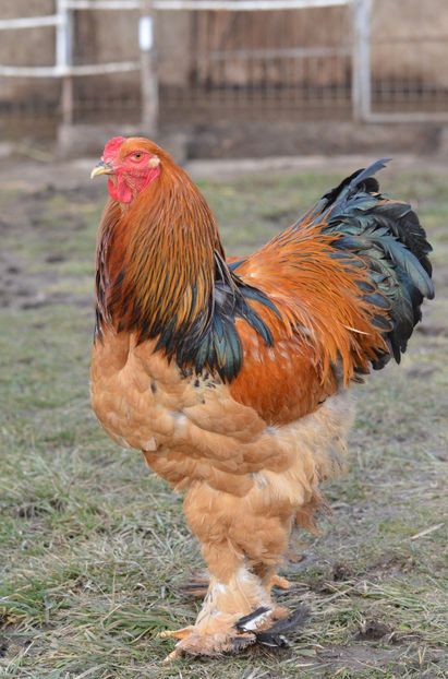  - matca brahma columbia galben-negru 2018
