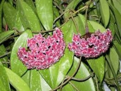 PUBICALYX SILVER PINK - HOYA PUBICALYX SILVER PINK