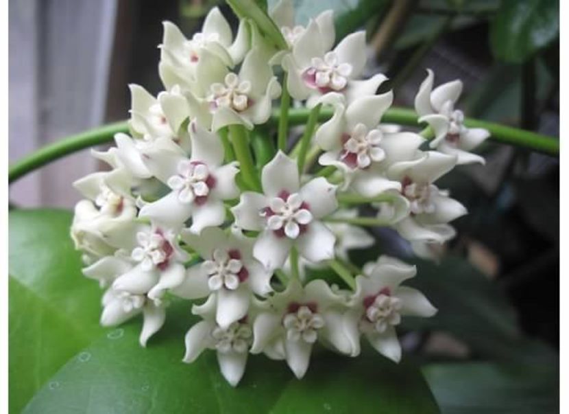 HOYA AUSTRALIS - HOYA AUSTRALIS