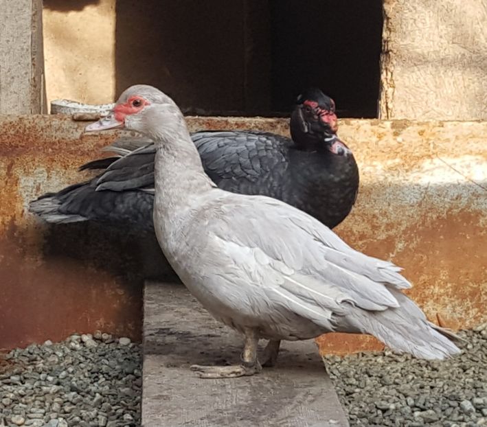  - 0001 rate lesesti matca 2018